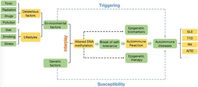 Insights Into the Role of DNA Methylation in Immune Cell Development and Autoimmune Disease